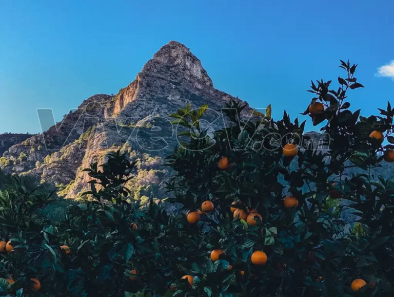 Molló de la Creu, Gandia